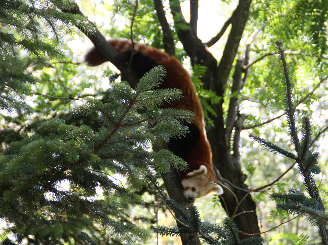 Parco Natura Viva-布索伦戈必去景点