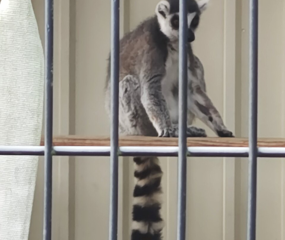 Ichikawa City Zoo-市川市必去景点