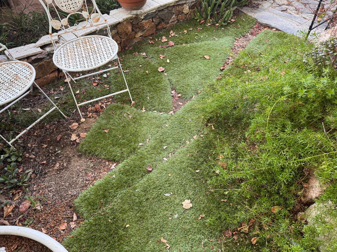 B&B Chorisia (IUN E5436)主图