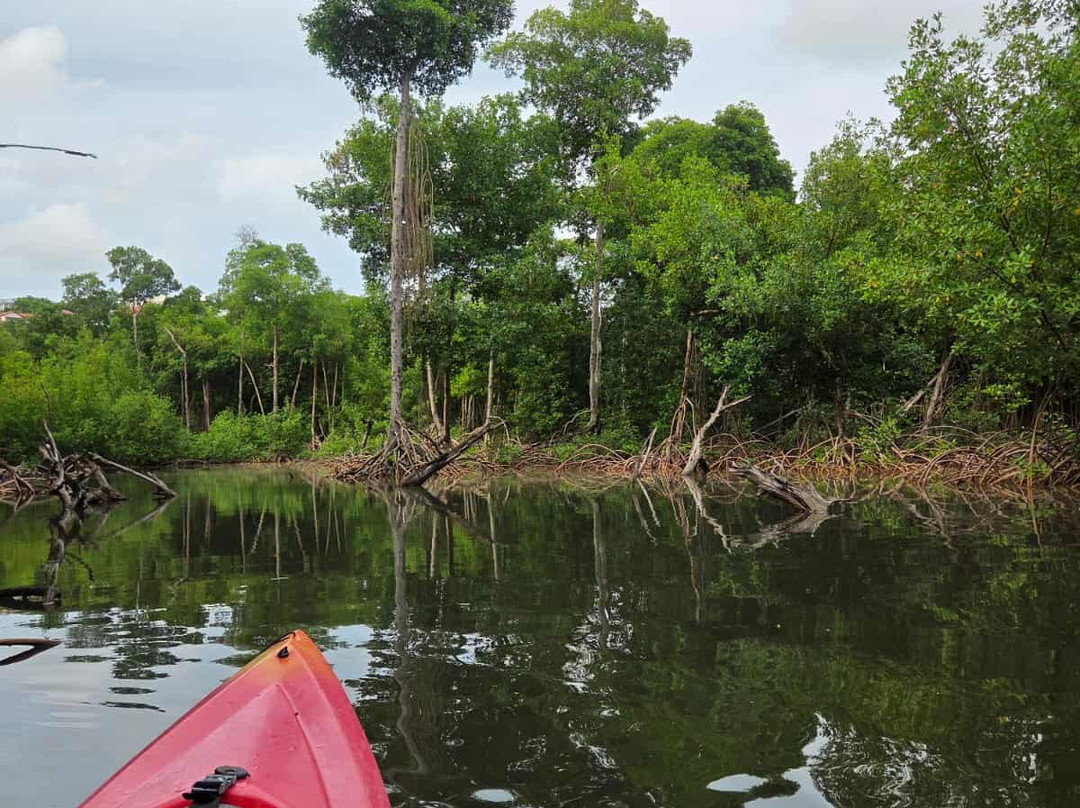 Kayak Mangrove Martinique-圣吕斯必去景点