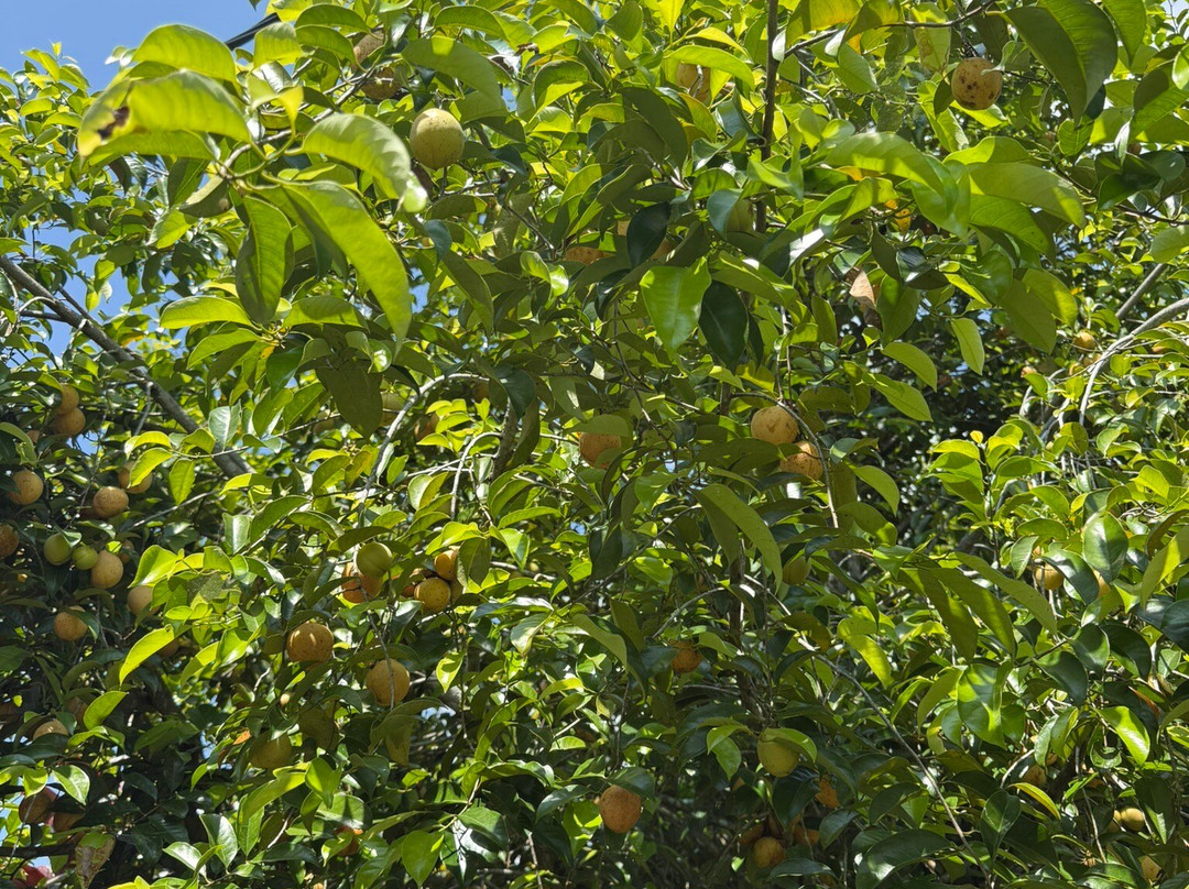 Kubu Terrace Jatiluwih Official-Jatiluwih必去景点