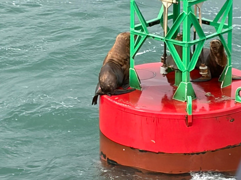 Allen Marine Tours-朱诺必去景点