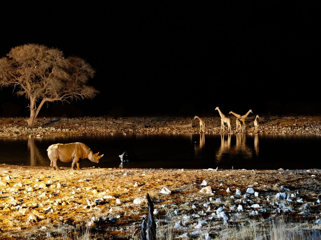 Okaukuejo waterhole-纳米比亚埃托沙国家公园必去景点