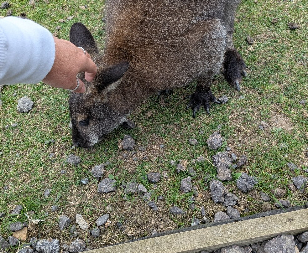 Ashlyns Wildlife Park-North Weald必去景点