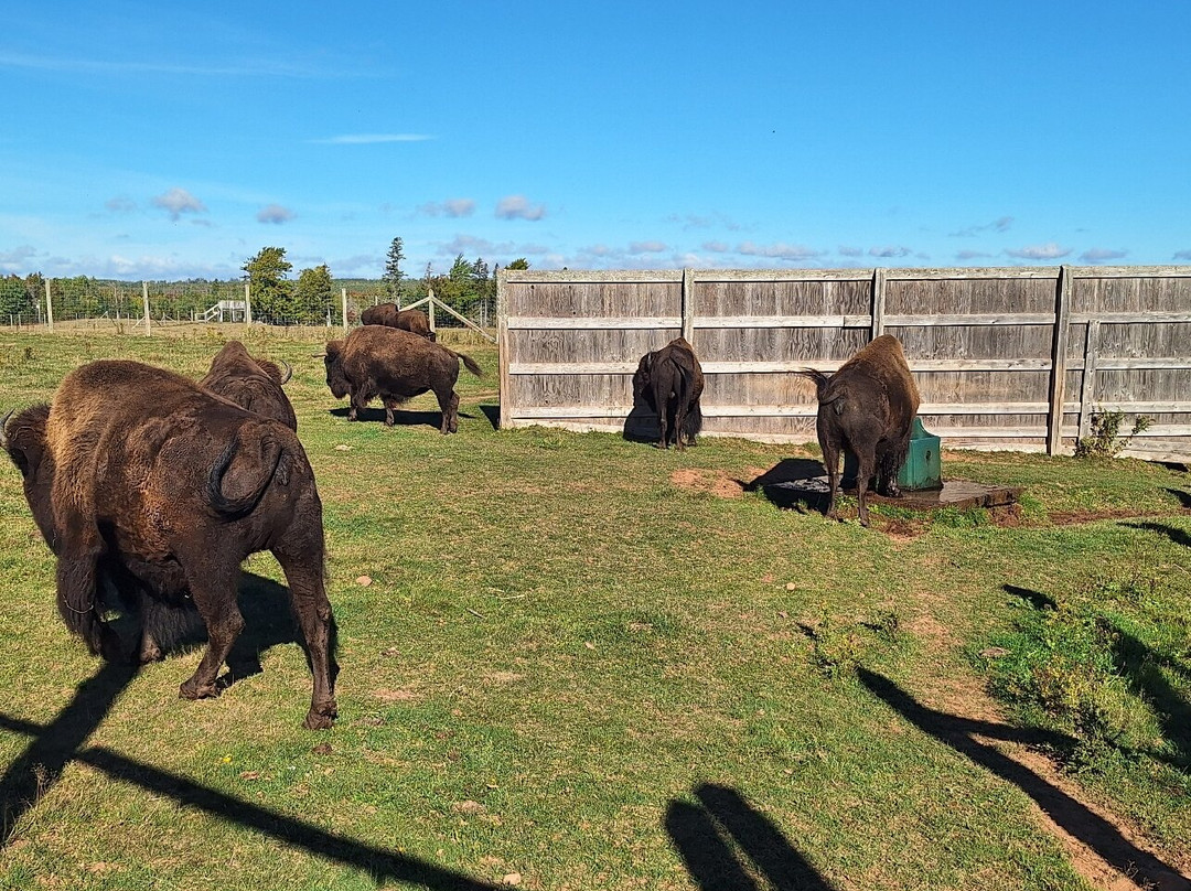 Buffaloland Provincial Park-Montague必去景点