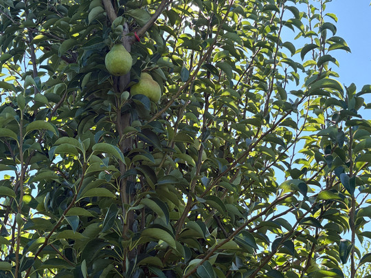 Pearl's Place Fruit Stand-胡德里弗必去景点