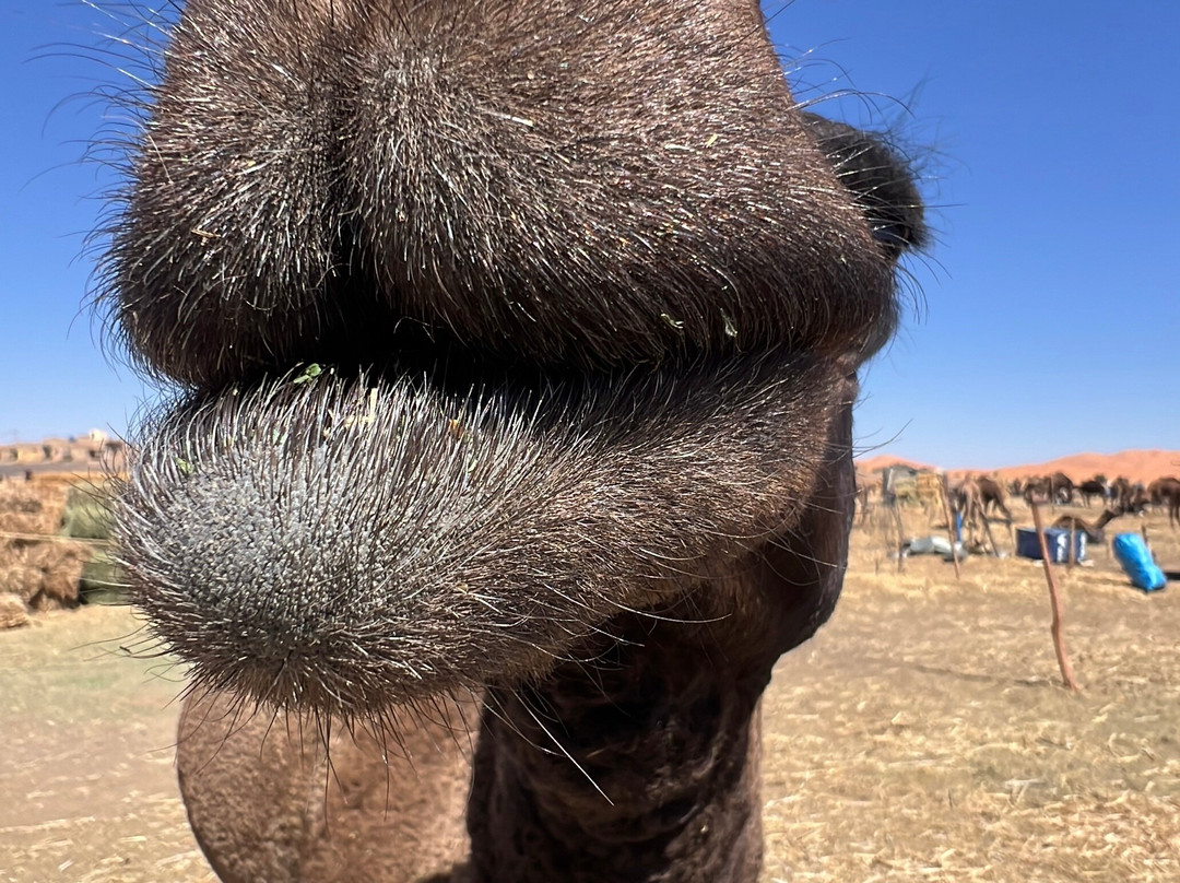 See Around Morocco-梅如卡必去景点