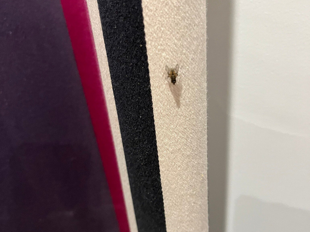 Hotel du Fronton主图