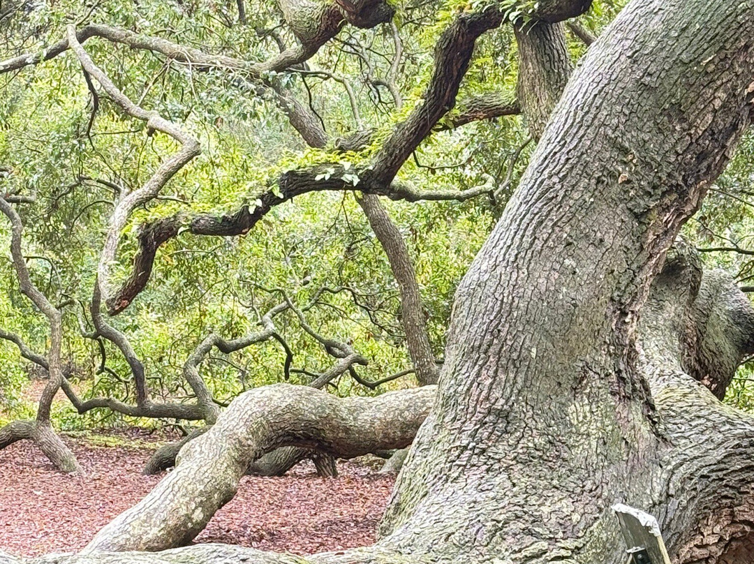 Angel Oak Tree-Johns Island必去景点
