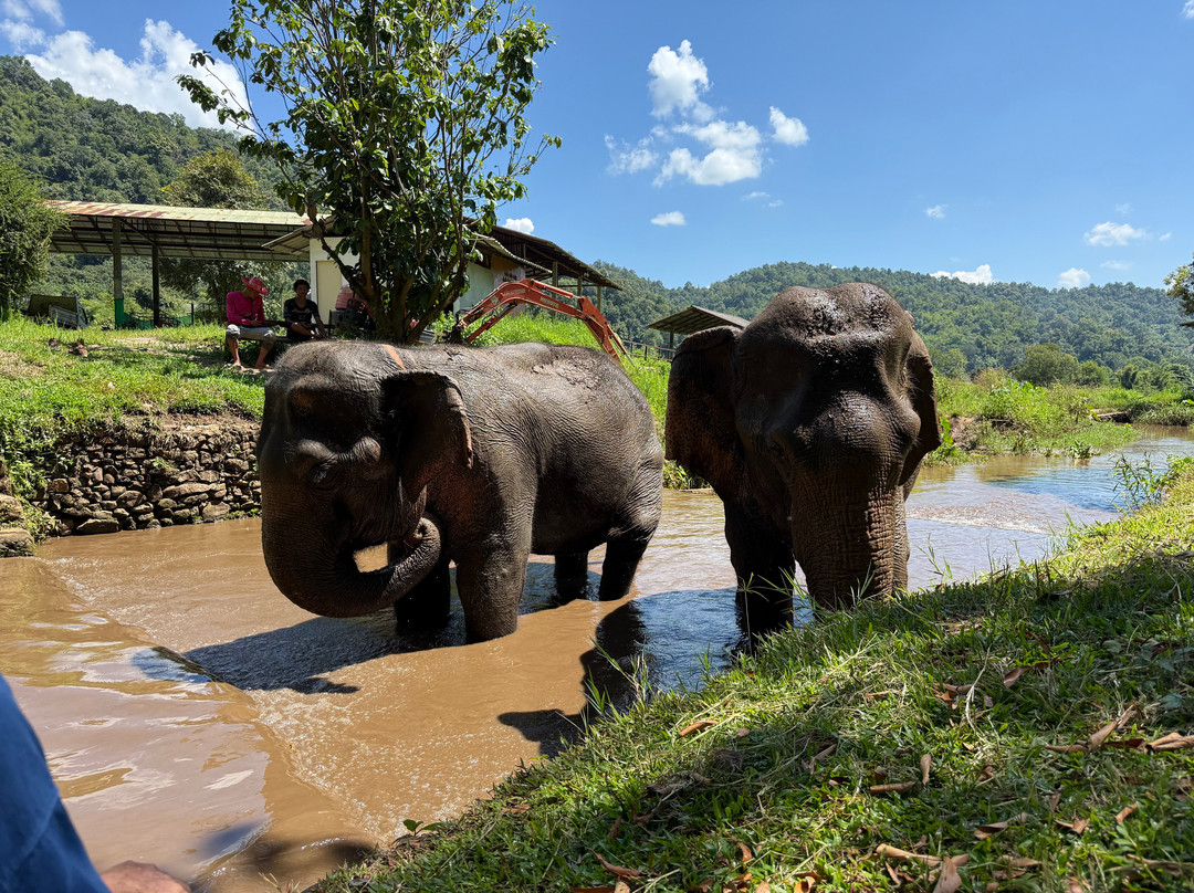 Doi Lom Elephant Rescue Sanctuary