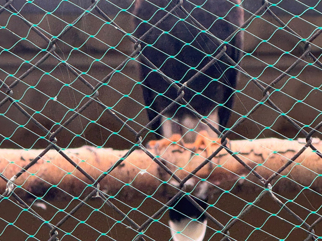 Vogelpark Bobenheim-Roxheim-Bobenheim-Roxheim必去景点