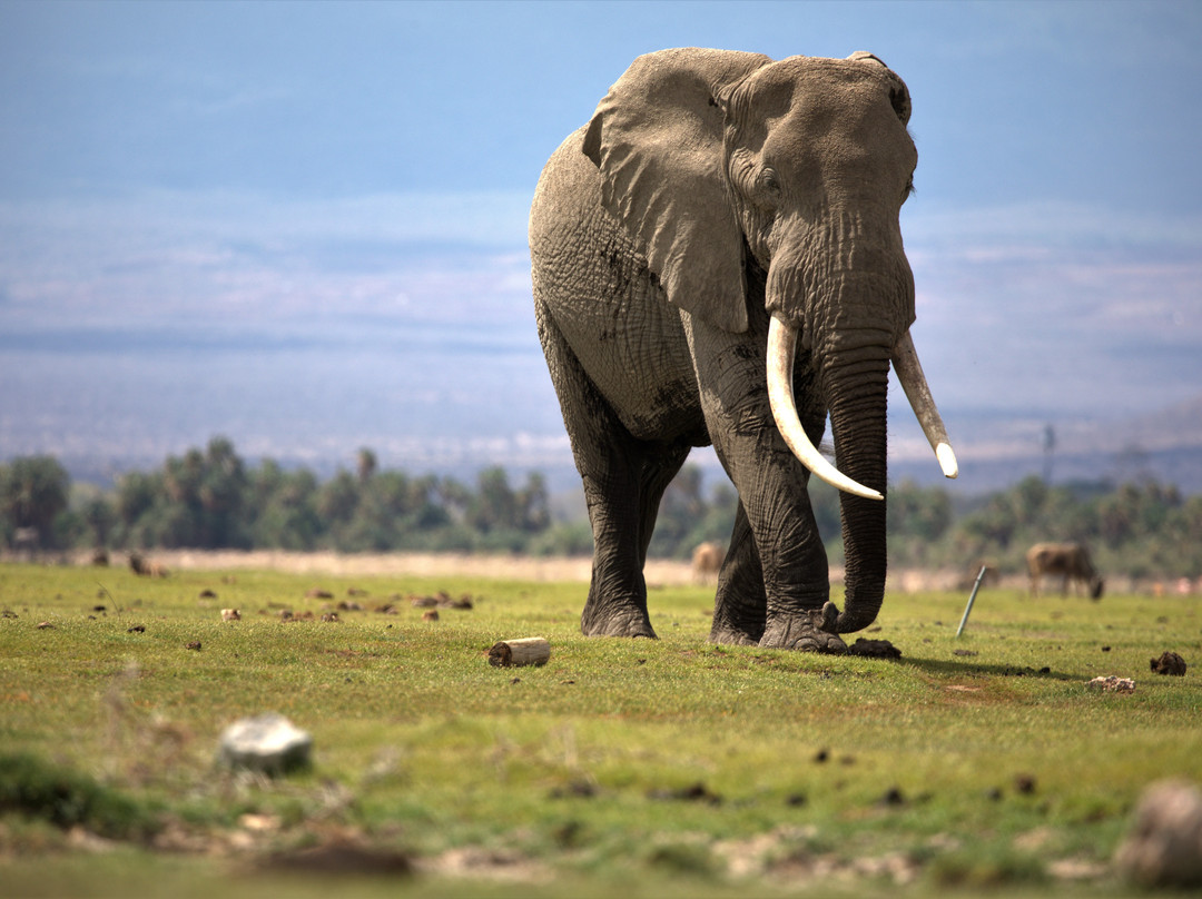 Cheetah Safaris-内罗毕必去景点