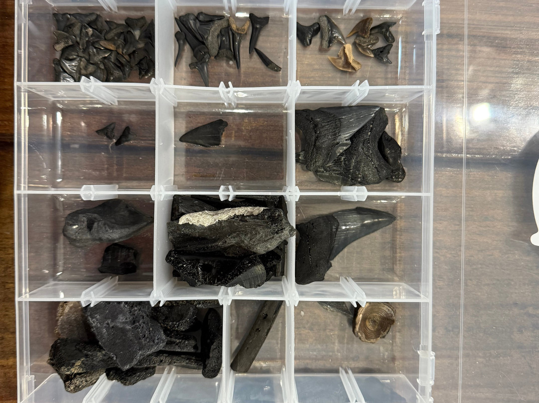 Charleston Fossil Adventures-查尔斯顿必去景点