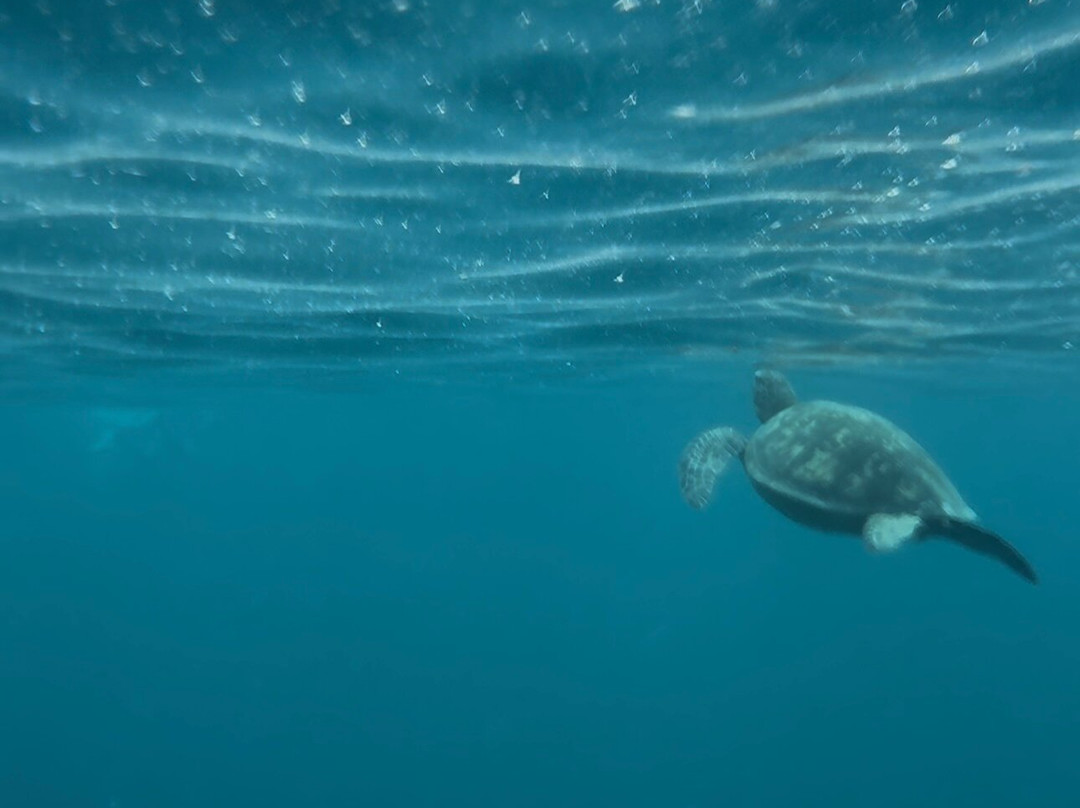 Snorkel Cook Islands-拉罗汤加必去景点