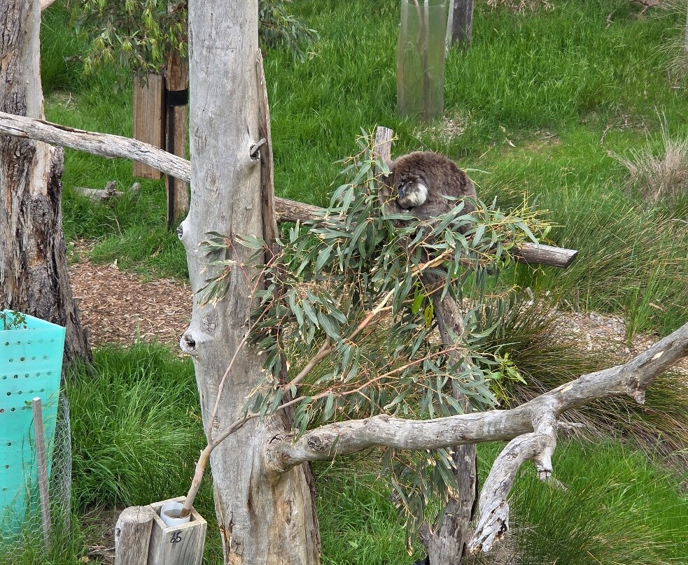 菲利普岛自然公园－考拉保护中心-莱尔必去景点