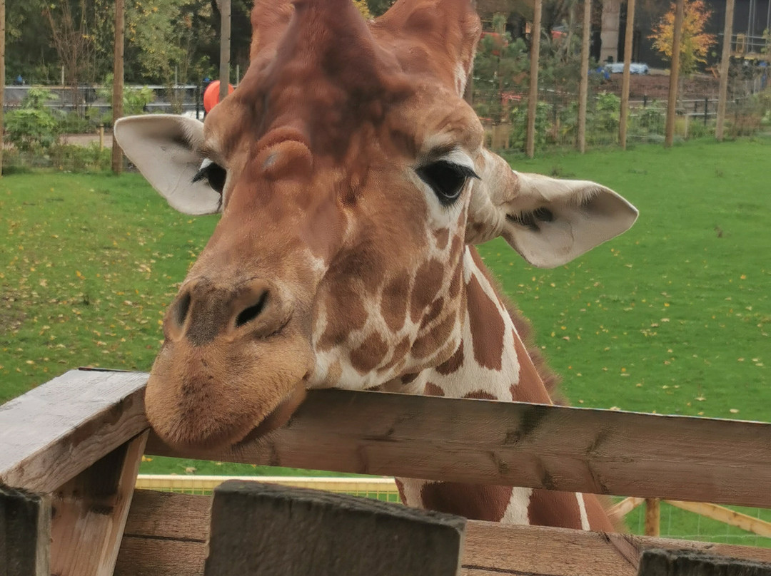 Bristol Zoo Project-Easter Compton必去景点