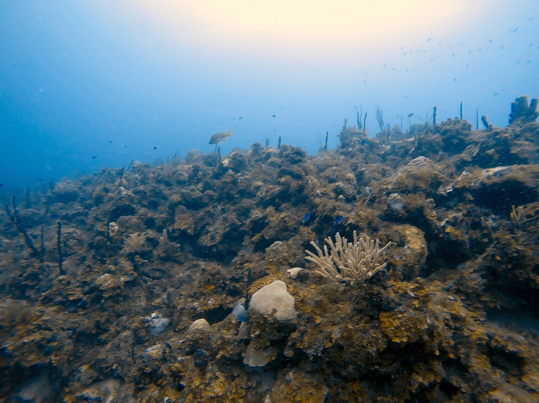 St. Thomas Dive Center-Bolongo Bay必去景点