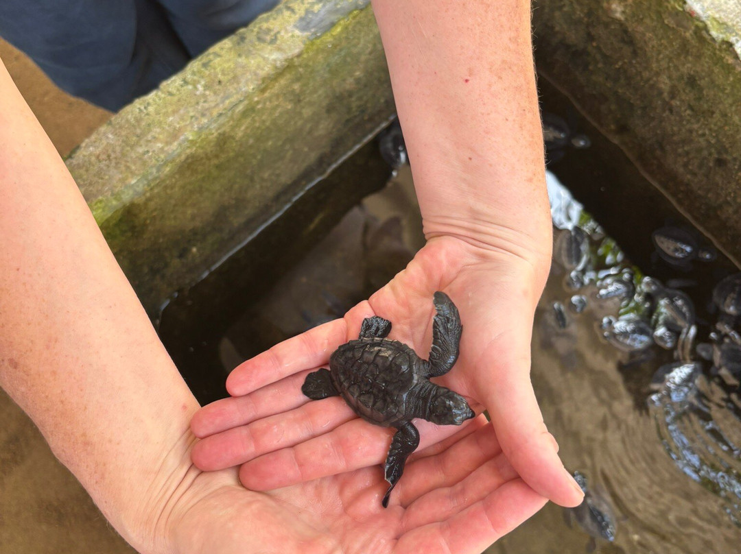 Sea Turtle Farm Galle Mahamodara-加勒必去景点