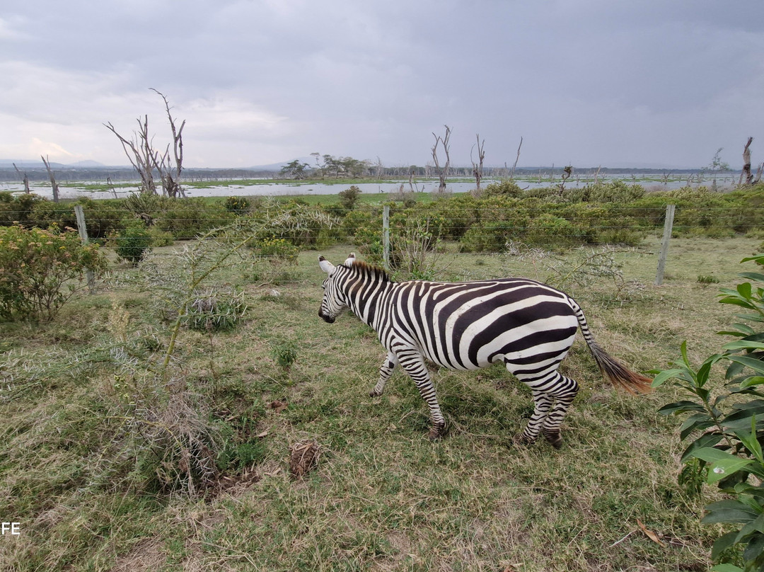 Scope Safaris-Thika必去景点