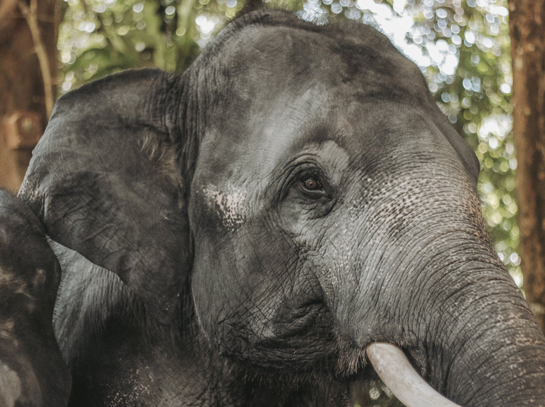 Kenyir Elephant Conservation Village-瓜拉伯浪必去景点