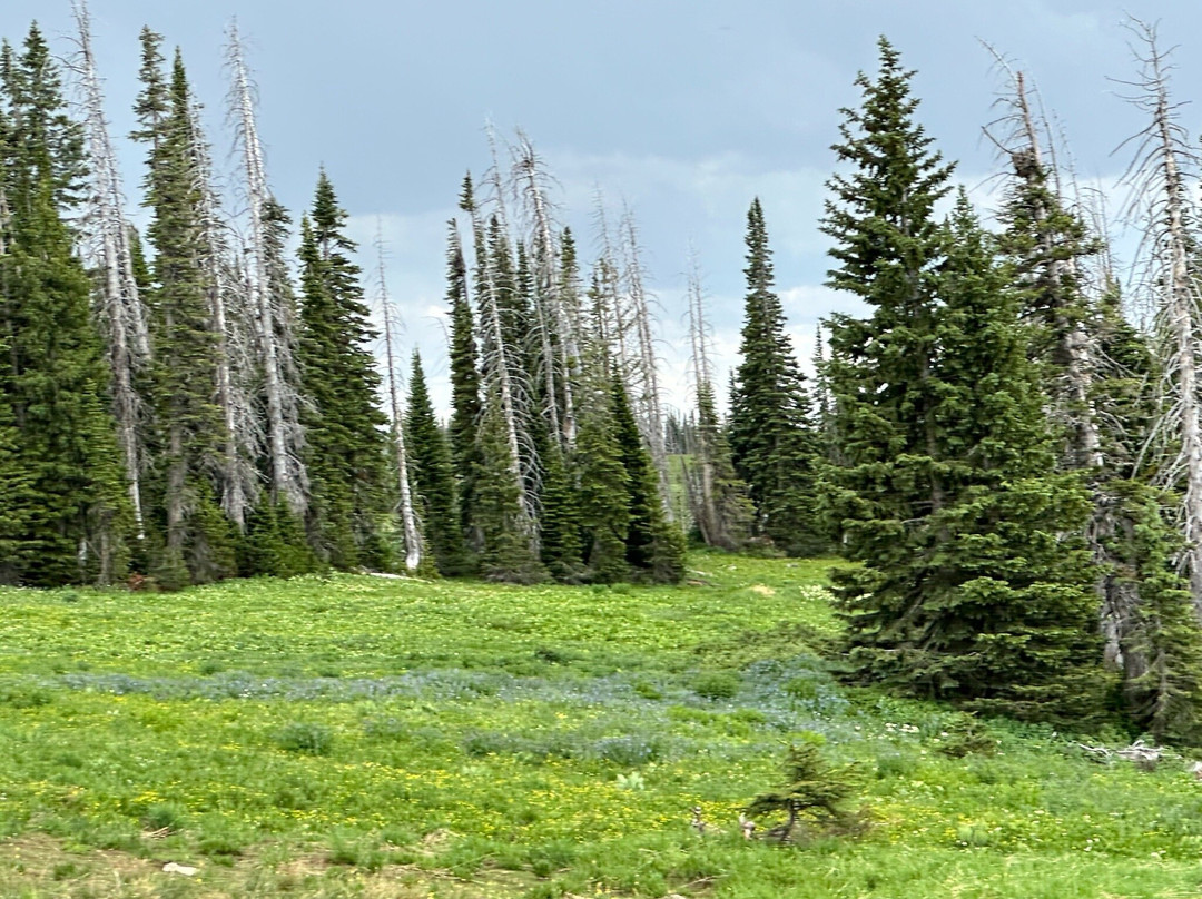 Mount Zirkel Wilderness Area-斯廷博特斯普林斯必去景点