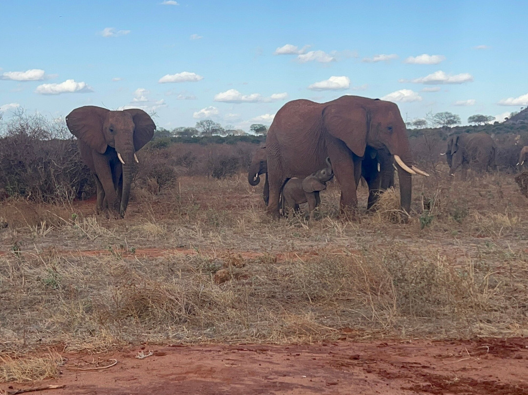 Totti Kenya-安博塞利国家公园必去景点