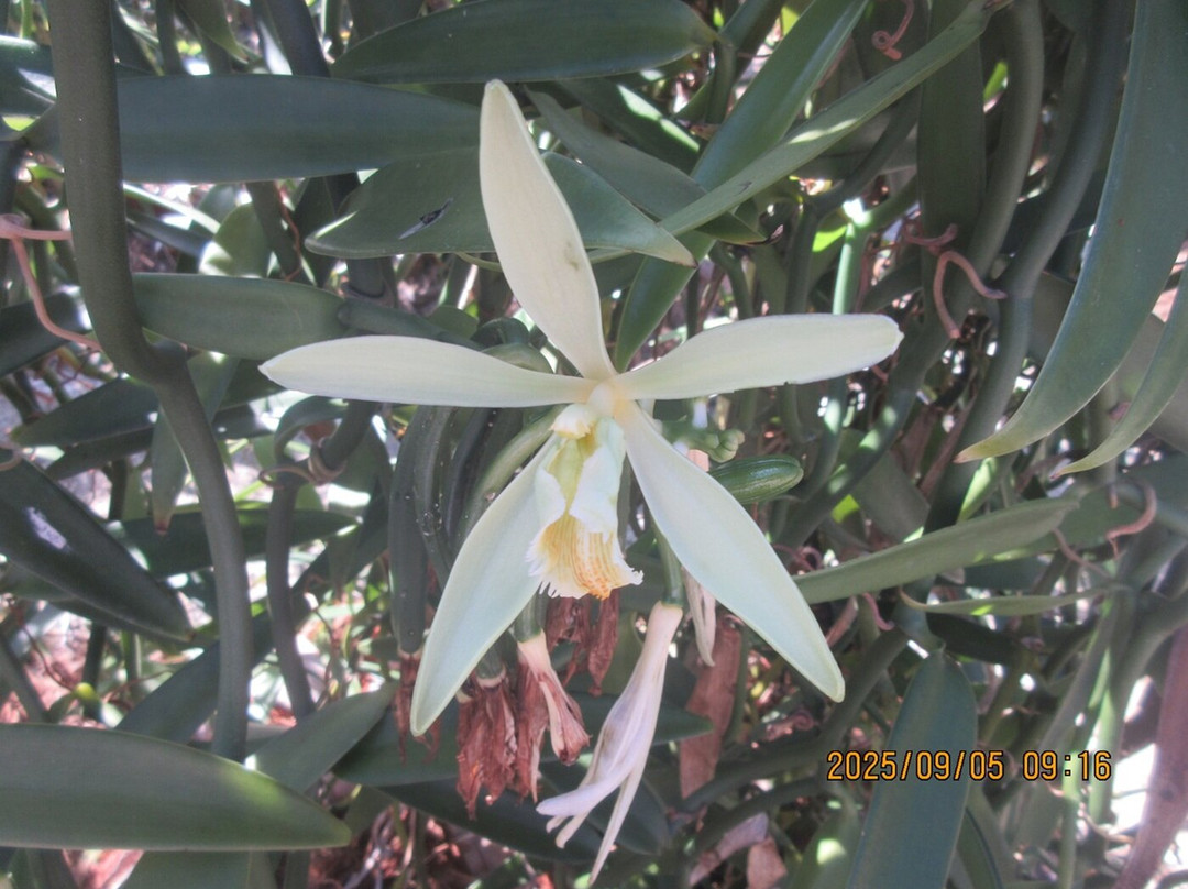 Island Eco Tours : Huahine-Fare必去景点