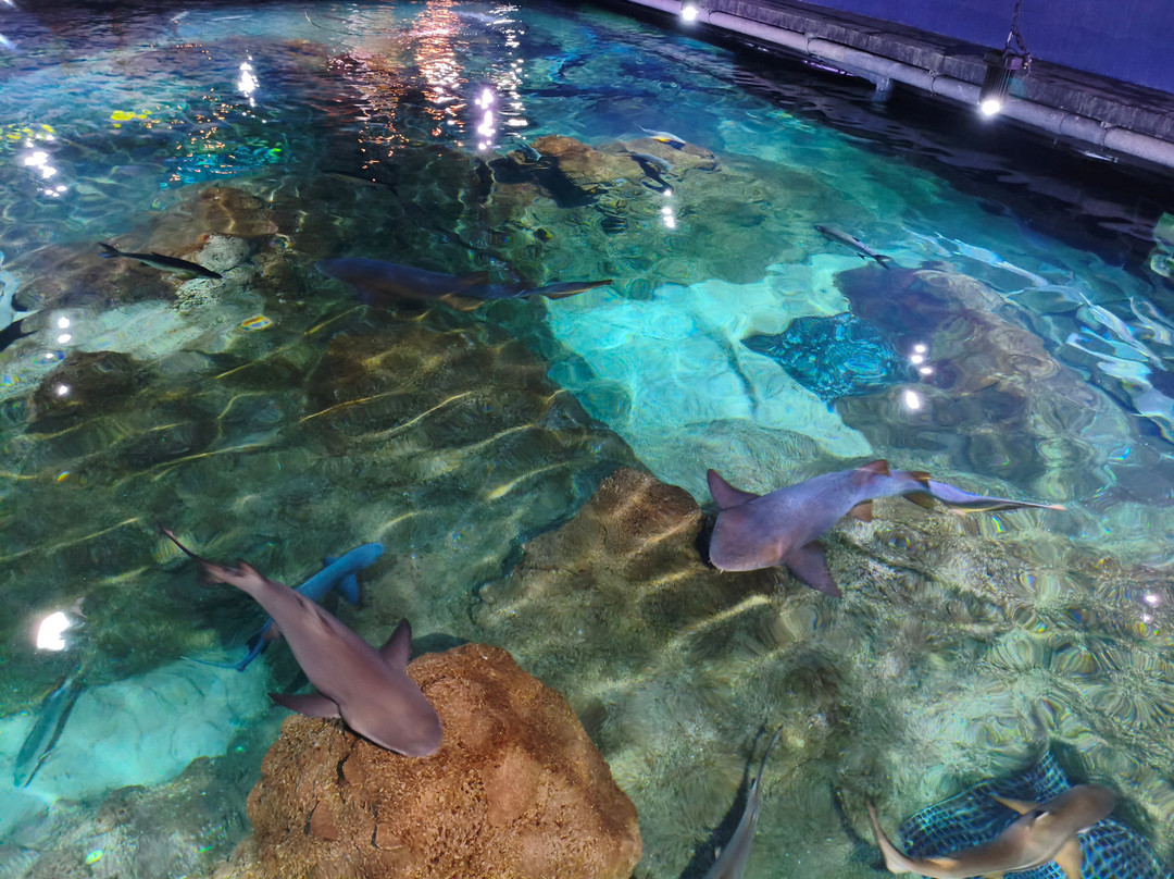 Acuario Michin Puebla-普埃布拉必去景点