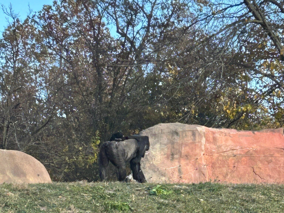 Detroit Zoo-罗亚尔奥克必去景点
