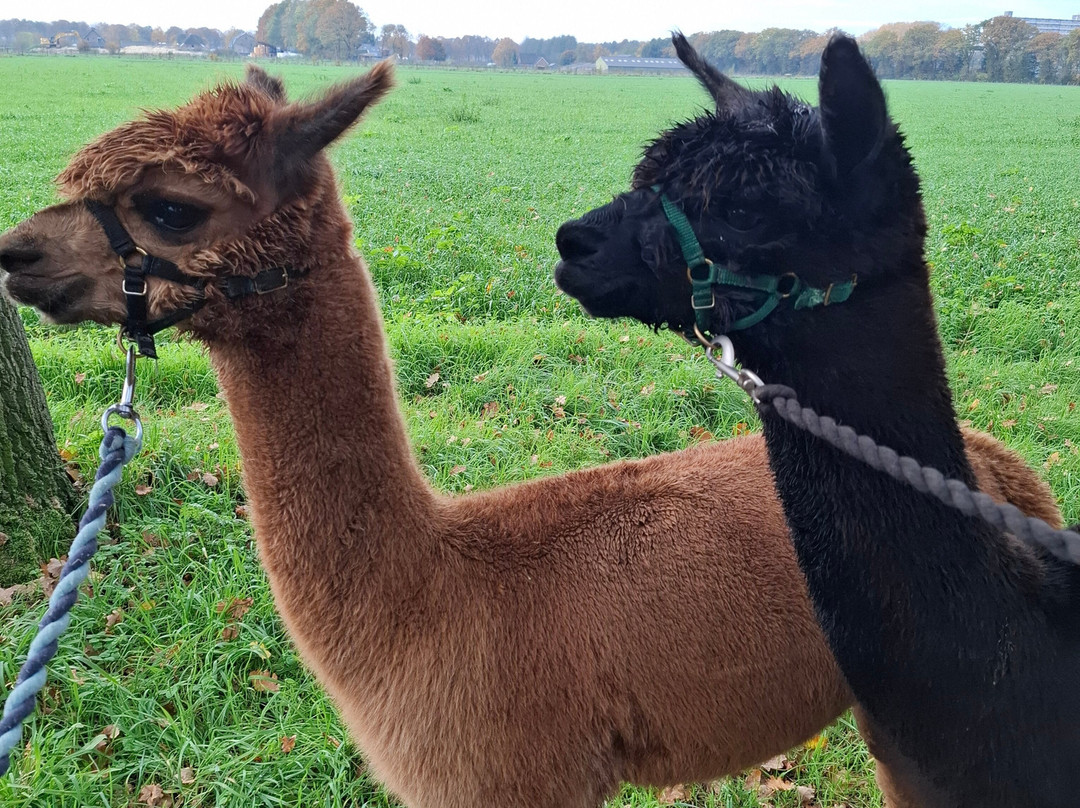 Elshof Alpaca's (malden)-Malden必去景点