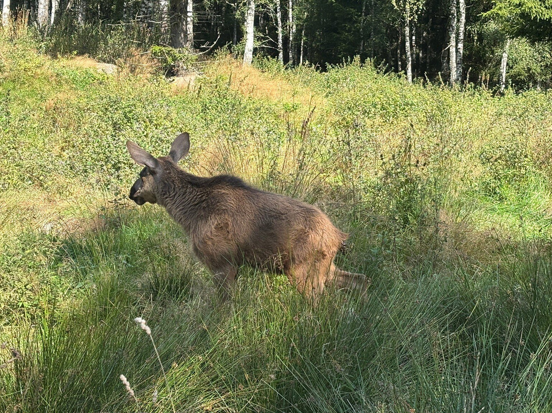 Smålandet Markaryds Älgsafari-Markaryd必去景点