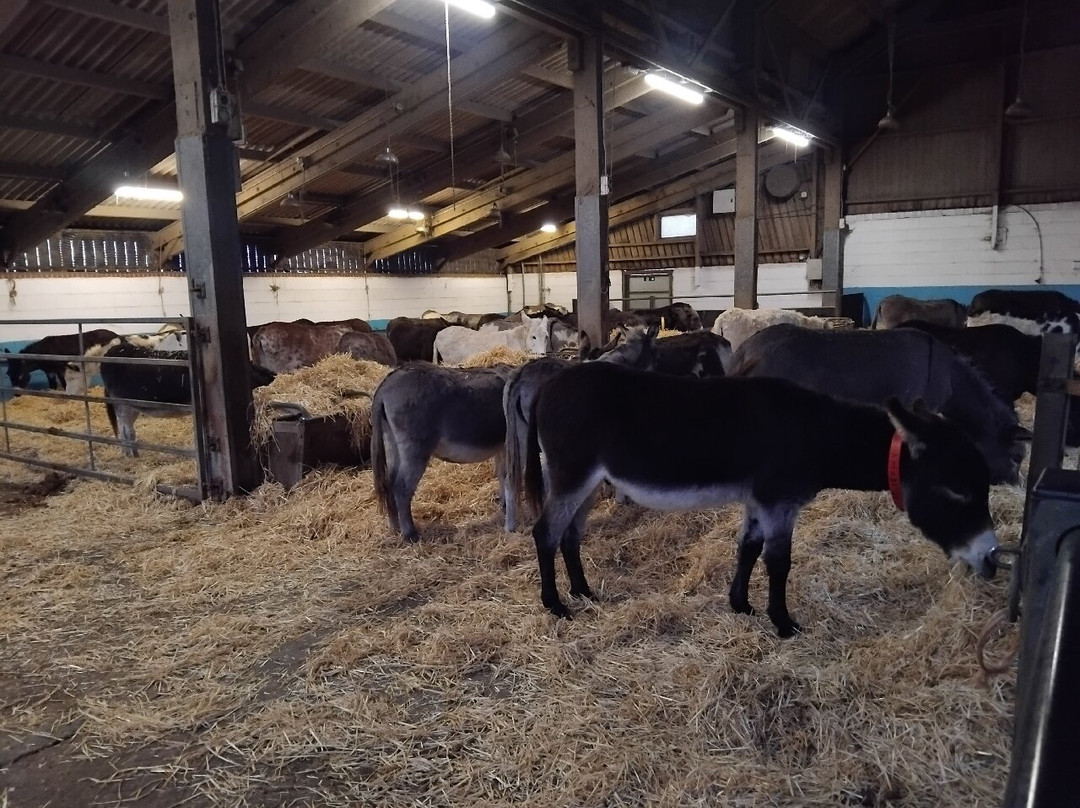 The Donkey Sanctuary-西德茅斯必去景点