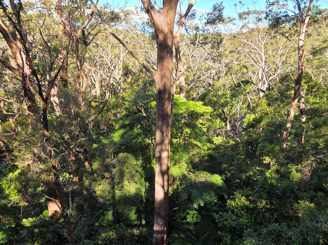 Illawarra Fly Treetop Walk-Knights Hill必去景点