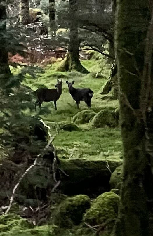 Vagabond Tours-都柏林必去景点