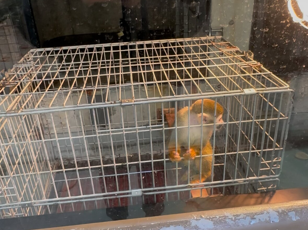 神户市立王子动物园-神户市必去景点