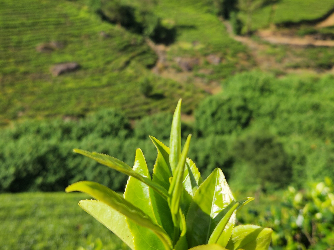 Explore More Travels & Tours-奴娃拉伊利雅必去景点