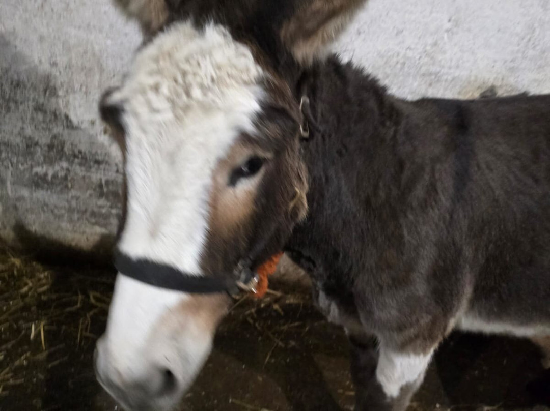 Kinedale Donkeys-Ballynahinch必去景点