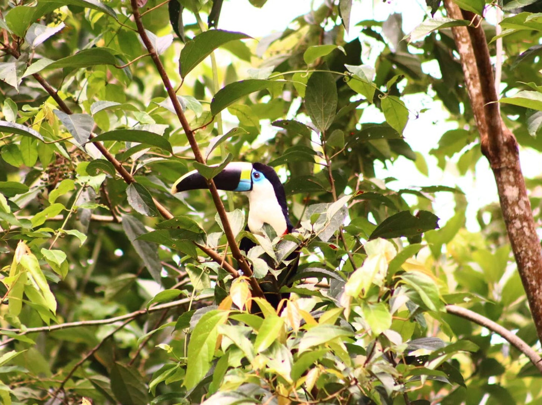 Inkamazonia Jungle Specialist-Manu必去景点