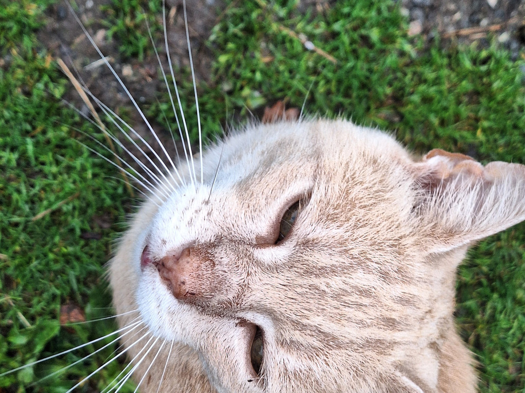 Pembrokeshire Llama Sanctuary-Llandissilio必去景点