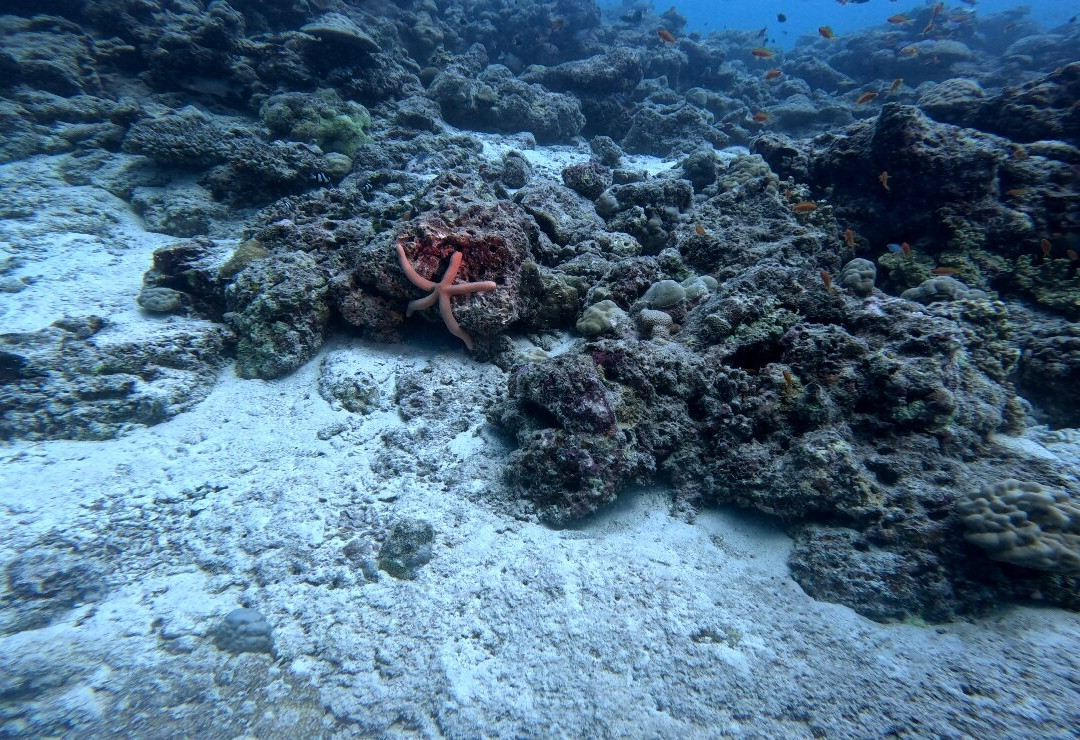 Prodivers Maldives-古丽都岛必去景点