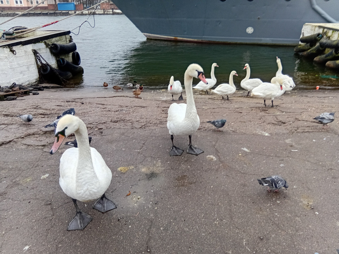 Archer Tour-加里宁格勒必去景点