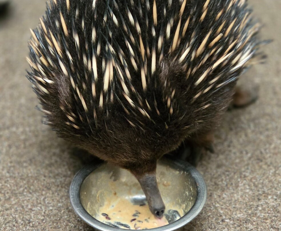 Platypus House-Beauty Point必去景点