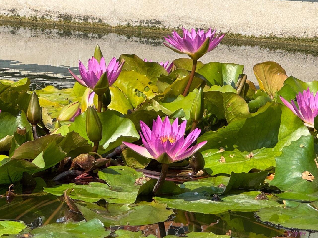Dubai Crocodile Park-迪拜必去景点