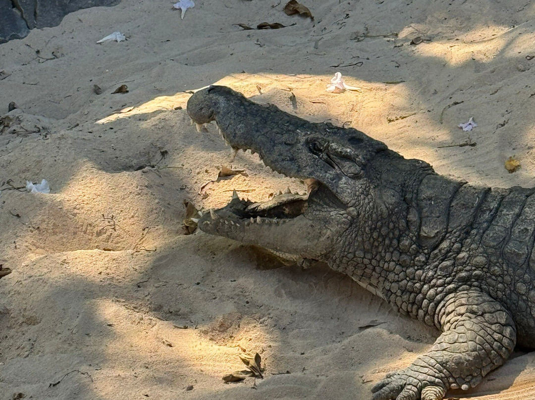 Vishal Taxi Ile Maurice-开普马欧呵必去景点