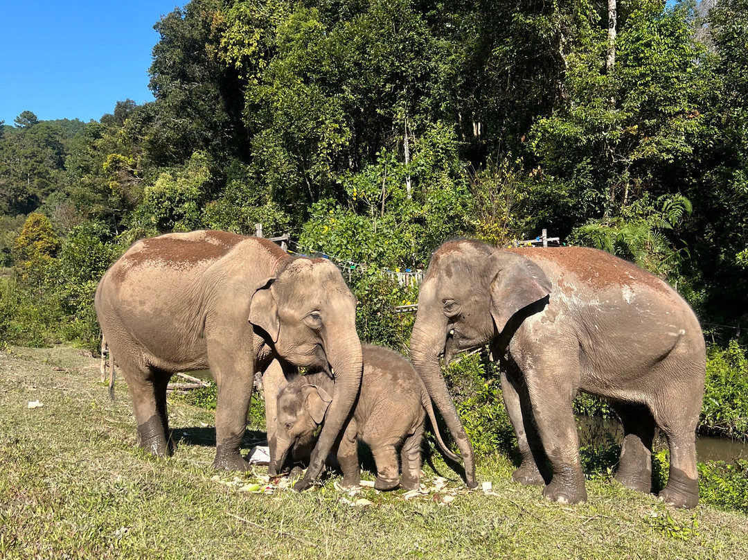Blue Daily Elephant Care Sanctuary-清迈必去景点
