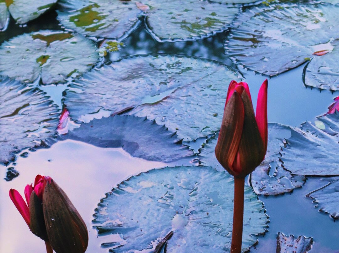 Amazonas Go - Numae Experience-莱蒂西亚必去景点