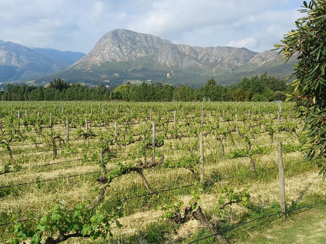 Holden Manz Wine Estate-法兰舒克必去景点