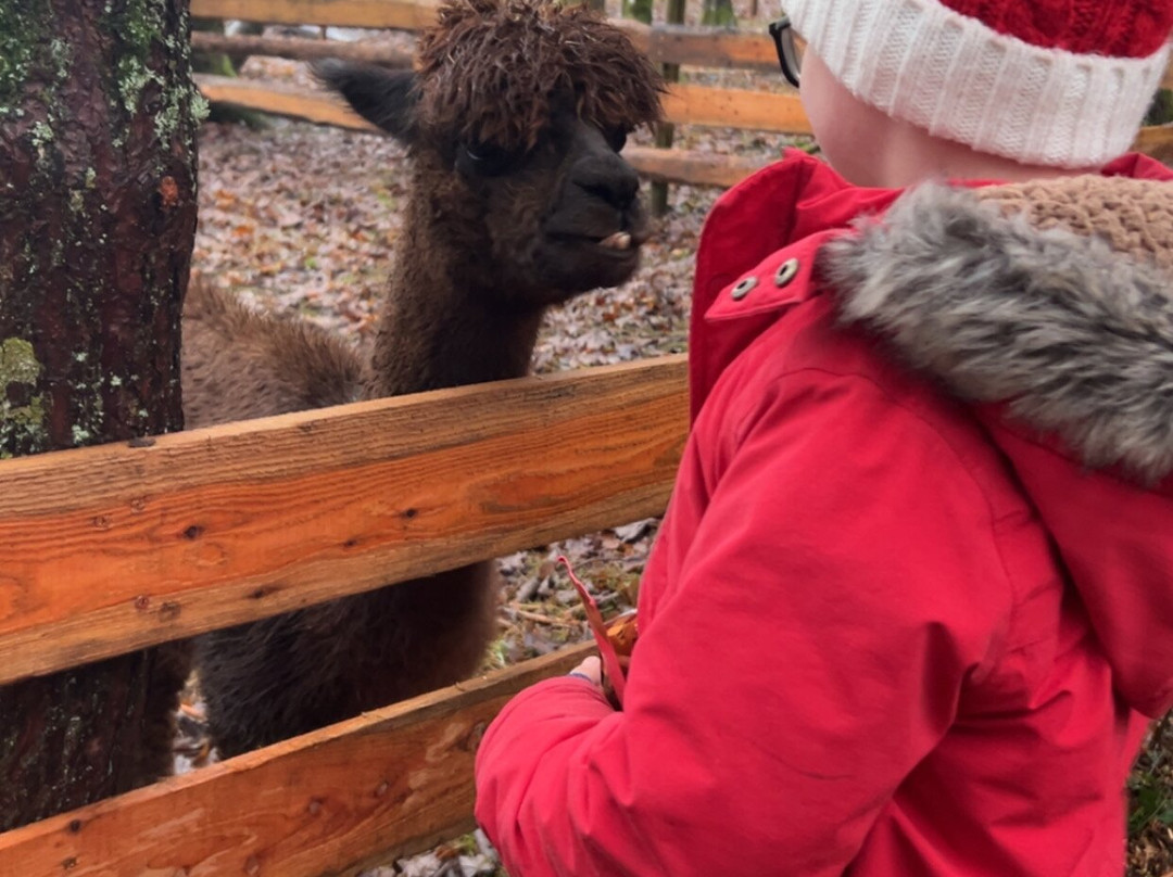 Auchingarrich Wildlife And Adventure Park-Comrie必去景点