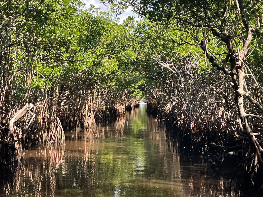 Everglades City Airboat Tours-大沼泽地必去景点