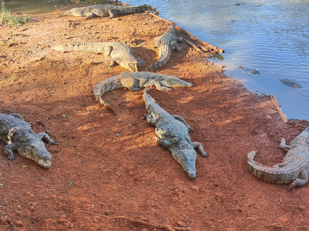 Reserve De Bandia-Saly必去景点